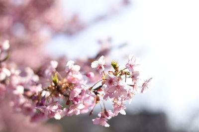 Close-up of pink cherry blossom tree