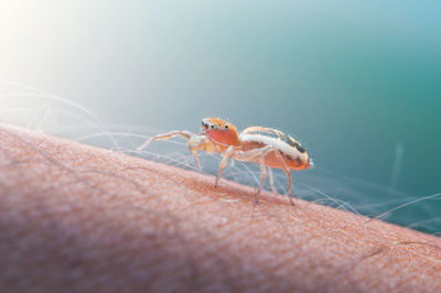 Close-up of  tiny orange jumping spider on human skin.