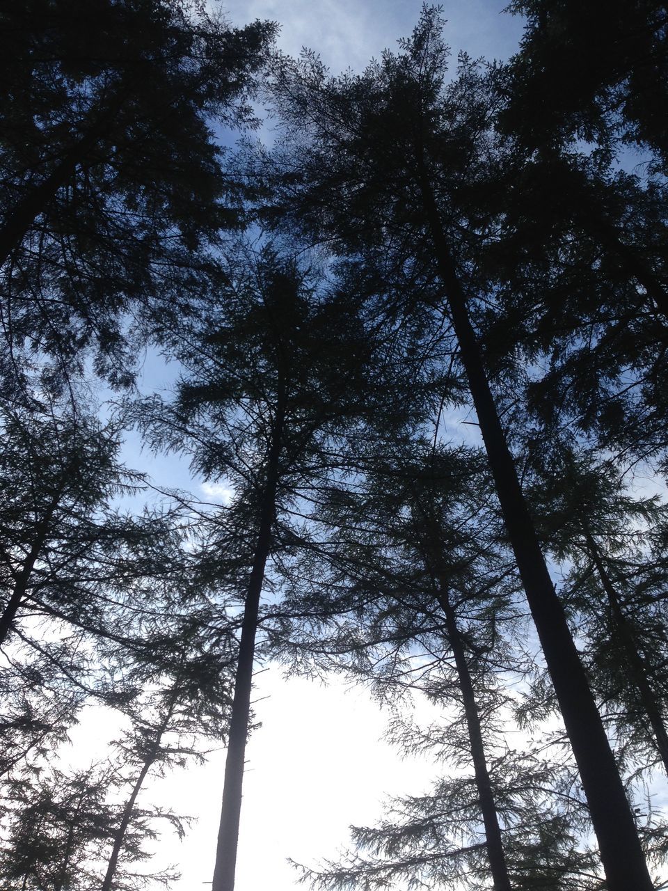 tree, low angle view, branch, growth, tranquility, nature, sky, beauty in nature, tree trunk, clear sky, day, outdoors, no people, forest, scenics, silhouette, sunlight, tranquil scene, green color, backgrounds