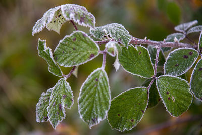 Close-up of frost on leaves during winter
