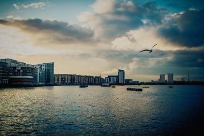 Birds flying over river and buildings in city