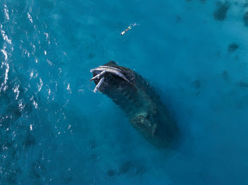 Aerial view of lone man snorkeling around sunken shipwreck