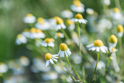 Close-up of white flowering plant