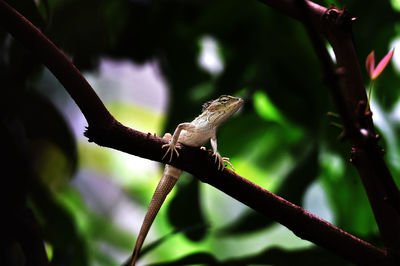 Low angle view of bearded dragon on plant