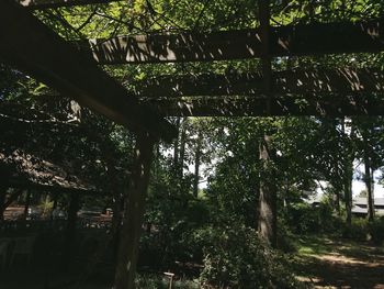 Trees growing in park