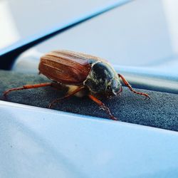 Close-up of insect