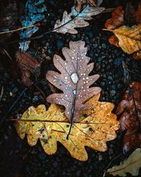 High angle view of maple leaf on wet land