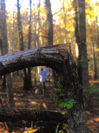 Close-up of tree trunk in forest