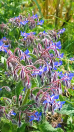 Close-up of purple flowers