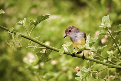 Bird perching on tree branch