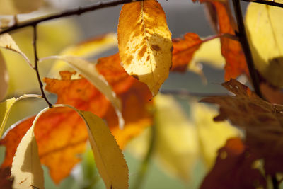 Close-up of yellow autumn leaves