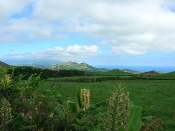 Scenic view of agricultural field against sky