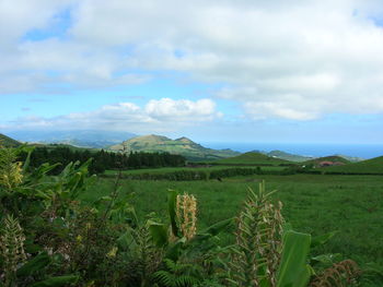 Scenic view of agricultural field against sky