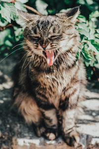 Close-up of a cat