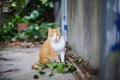 Portrait of cat