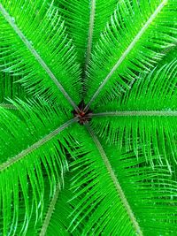 Full frame shot of palm leaves