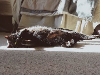 Cat relaxing on carpet at home