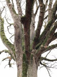 Low angle view of tree against sky