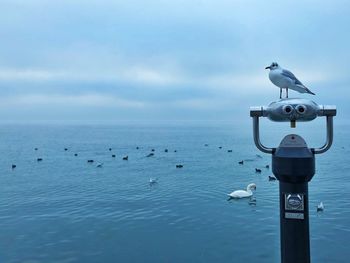 Seagulls perching on a sea