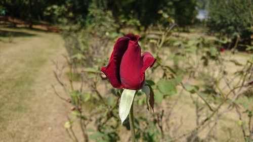 Close-up of red poppy flower