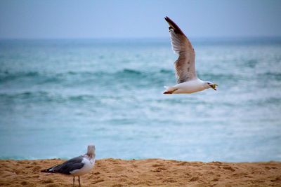 Seagull flying over sea against sky