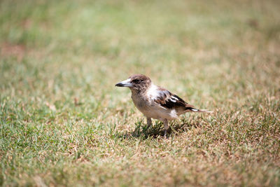 Bird perching on grass