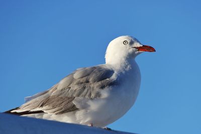 Low angle view of seagull against clear blue sky