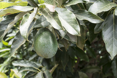 Close-up of fruit growing on plant