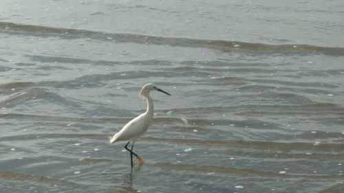 High angle view of gray heron perching on shore