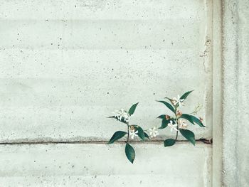 Close-up of plant against blurred background