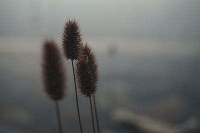 Close-up of plant against sky