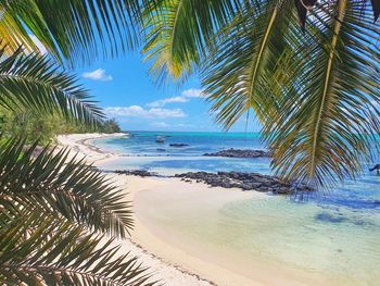 Palm tree by sea against sky