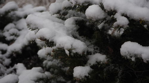 Close-up of snow covered plants