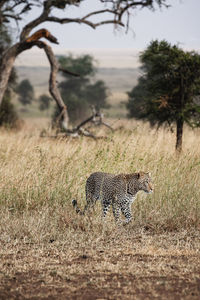 Leopard walking on field