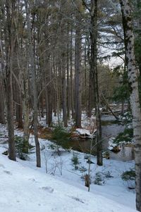 Snow covered trees in forest