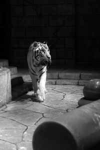 Black and white tiger 