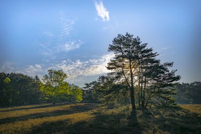 Trees on field against sky