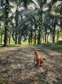 View of a dog on dirt road