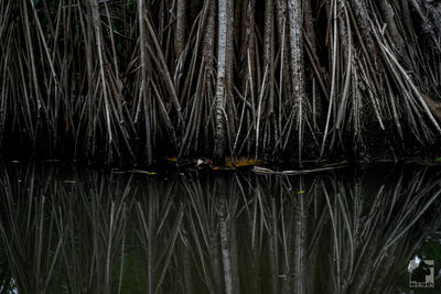 View of a turtle in the water