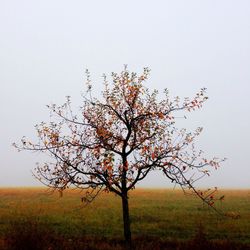 Trees on grassy field