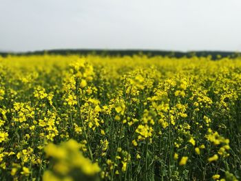 Yellow flowers growing in field