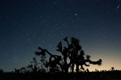 Low angle view of palm tree against sky at night