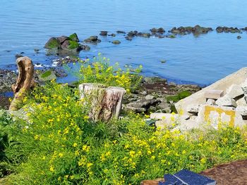 Plants by sea against sky