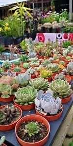 High angle view of potted plants for sale in market