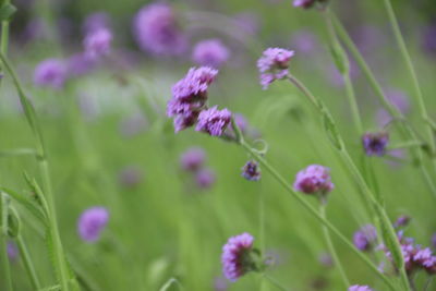 Close-up of pink flowering plants on field