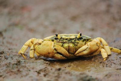 Close-up of crab on sand