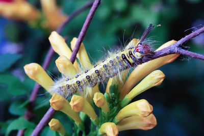 Close up of yellow worm on yellow flower