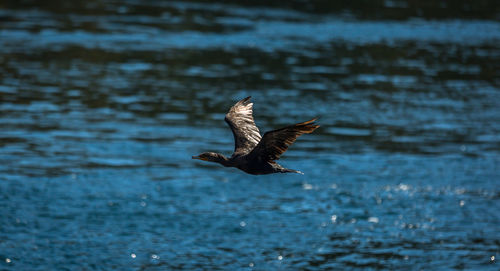 Close-up of seagull flying over sea