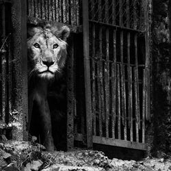 animal themes