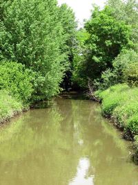 Reflection of trees in pond